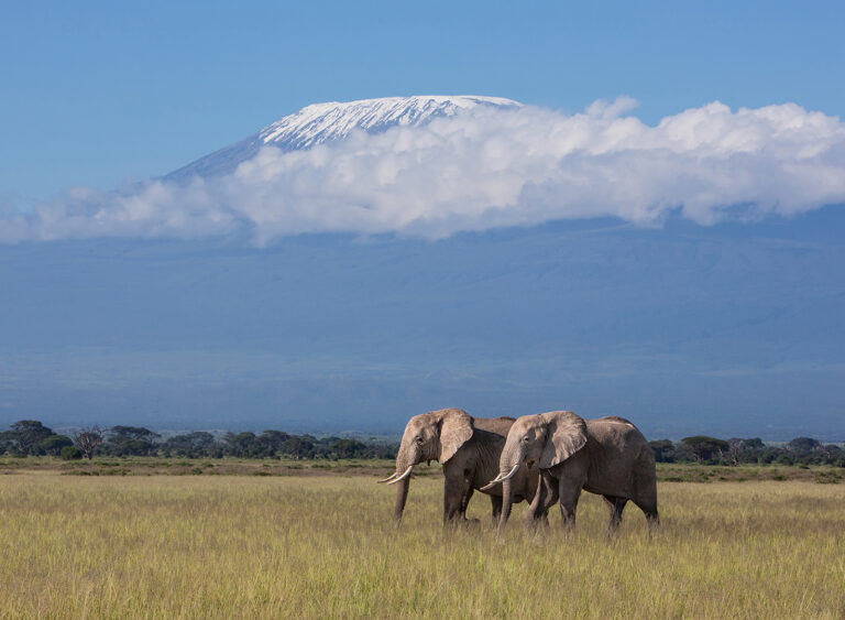 Ajit Huilgol - Elephants-and-Mt-Kilimanjaro